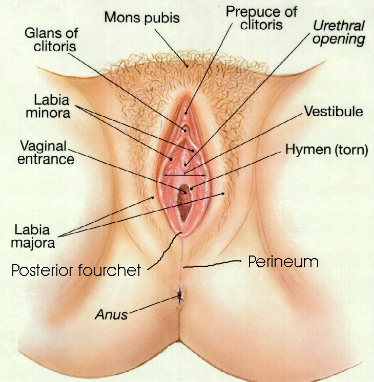 foreigner call girls Bangalore and their pussy anatomy: with photo